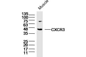 Mouse muscle lysates probed with CXCR3 Polyclonal Antibody, Unconjugated  at 1:300 dilution and 4˚C overnight incubation. (CXCR3 Antikörper  (AA 1-100))