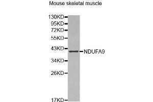 Western Blotting (WB) image for anti-NADH Dehydrogenase (Ubiquinone) 1 alpha Subcomplex, 9, 39kDa (NDUFA9) (AA 1-270) antibody (ABIN6220158) (NDUFA9 Antikörper  (AA 1-270))