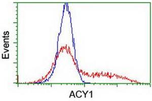 HEK293T cells transfected with either RC201284 overexpress plasmid (Red) or empty vector control plasmid (Blue) were immunostained by anti-ACY1 antibody (ABIN2454791), and then analyzed by flow cytometry. (Aminoacylase 1 Antikörper)