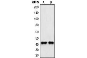 Western blot analysis of PAWR expression in HeLa (A), NIH3T3 (B) whole cell lysates. (PAWR Antikörper  (C-Term))