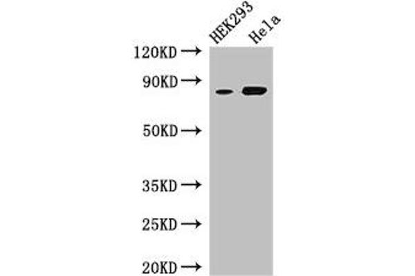 MFI2 antibody  (AA 20-302)