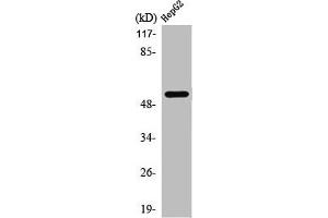 Western Blot analysis of HepG2 cells using PREP-2 Polyclonal Antibody (PKNOX2 Antikörper  (C-Term))