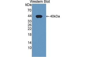 Detection of Recombinant PDE1A, Human using Polyclonal Antibody to Phosphodiesterase 1A, Calmodulin Dependent (PDE1A) (PDE1A Antikörper  (AA 2-318))