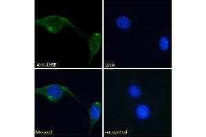 ABIN570878 Immunofluorescence analysis of paraformaldehyde fixed NIH3T3 cells, permeabilized with 0. (LY6E Antikörper  (Internal Region))