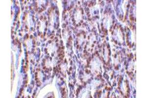 Immunohistochemistry of ANP32A in mouse small intestine tissue with ANP32A polyclonal antibody  at 2 ug/mL . (PHAP1 Antikörper  (C-Term))