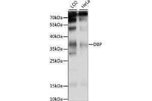 Western blot analysis of extracts of various cell lines, using DBP antibody (ABIN7266668) at 1:1000 dilution. (DBP Antikörper  (AA 1-325))