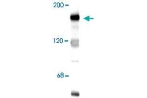 Western blot of 10 ug of rat hippocampal lysate showing specific immunolabeling of the ~180k Grin2b subunit of the NMDA receptor. (GRIN2B Antikörper  (N-Term))