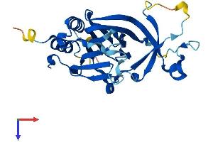 ADO Protein (AA 1-256) (His tag)