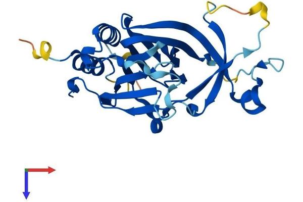 ADO Protein (AA 1-256) (His tag)