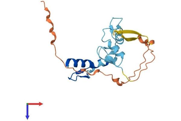 ZNF581 Protein (AA 1-197) (His tag)
