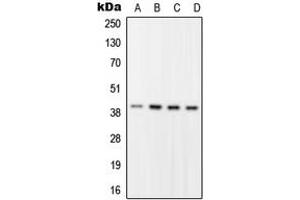 Western blot analysis of RFC2 expression in HEK293T (A), HeLa (B), Raw264.