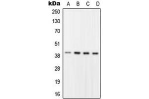 Western blot analysis of RFC2 expression in HEK293T (A), HeLa (B), Raw264. (RFC2 Antikörper  (Center))