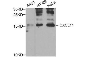 Western Blotting (WB) image for anti-Chemokine (C-X-C Motif) Ligand 11 (CXCL11) antibody (ABIN1882328) (CXCL11 Antikörper)