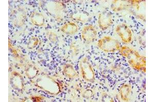 Immunohistochemistry of paraffin-embedded human kidney tissue using ABIN7154176 at dilution of 1:100