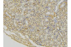 ABIN6279614 at 1/100 staining Mouse kidney tissue by IHC-P. (NPS Antikörper  (Internal Region))