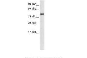 Image no. 1 for anti-Pleiotropic Regulator 1 (PLRG1) (AA 52-101) antibody (ABIN6735918) (PLRG1 Antikörper  (AA 52-101))
