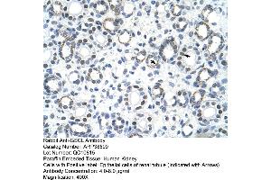 Human kidney (GSC2 Antikörper  (C-Term))