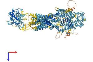 ABCA8 Protein (AA 1-1620) (His tag)