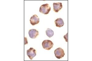 Immunocytochemistry of PUMA in K562 cells with this product at 1 µg/ml. (PUMA Antikörper  (C-Term))