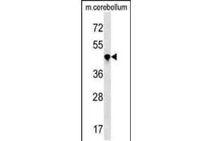 Western blot analysis in mouse cerebellum tissue lysates (35ug/lane). (PPIL4 Antikörper  (N-Term))