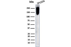 Western Blot Analysis of human spleen cell lysate using CD45RB Rabbit Recombinant Monoclonal Antibody (PTPRC/2877R). (Rekombinanter CD45 Antikörper)