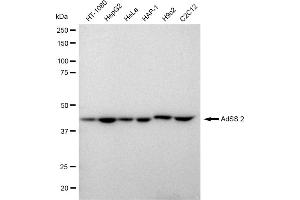 Western blotting analysis using AdSS 2 antibody (ABIN7797540). (Rekombinanter AdSS 2 Antikörper)