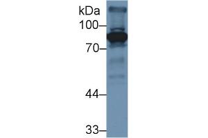 Western Blot; Sample: Mouse Liver lysate; Primary Ab: 3µg/ml Rabbit Anti-Mouse F2 Antibody Second Ab: 0. (Prothrombin Antikörper  (AA 201-324))