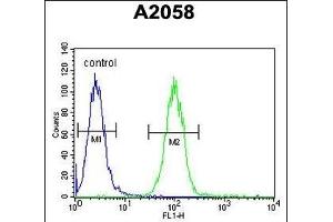 Annexin A1 Antibody (Center) (ABIN390509 and ABIN2840863) flow cytometric analysis of  cells (right histogram) compared to a negative control cell (left histogram). (Annexin a1 Antikörper  (AA 129-158))