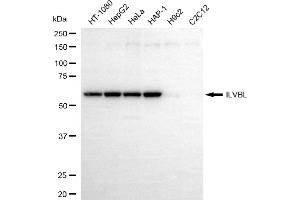 Western blotting analysis using ILVBL antibody (ABIN7799022).