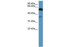 WB Suggested Anti-FSCN2 Antibody Titration: 0. (Fascin 2 Antikörper  (Middle Region))