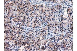 Immunohistochemical staining of paraffin-embedded Human pancreas tissue using anti-AIPL1 mouse monoclonal antibody. (AIPL1 Antikörper)
