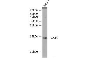 Western blot analysis of extracts of MCF7 cells using GATC Polyclonal Antibody at dilution of 1:1000. (GATC Antikörper)