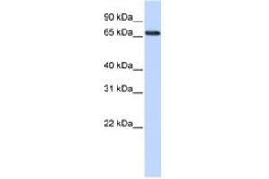 Image no. 1 for anti-DDB1 and CUL4 Associated Factor 13 (DCAF13) (AA 144-193) antibody (ABIN6741297) (DCAF13 Antikörper  (AA 144-193))