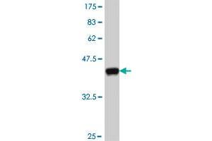 Western Blot detection against Immunogen (37.
