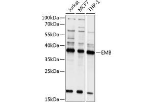 Western blot analysis of extracts of various cell lines, using EMB antibody (ABIN6132165, ABIN6140144, ABIN6140145 and ABIN6214670) at 1:1000 dilution. (Embigin Antikörper  (AA 33-260))
