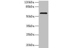Western blot All lanes: MAOA antibody at 1 μg/mL + HepG2 whole cell lysate Secondary Goat polyclonal to rabbit IgG at 1/10000 dilution Predicted band size: 60, 45 kDa Observed band size: 60 kDa (Monoamine Oxidase A Antikörper  (AA 1-300))
