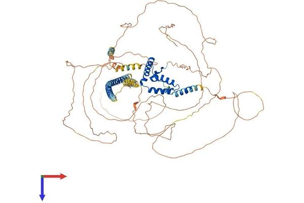 SOX6 Protein (AA 1-827) (His tag)