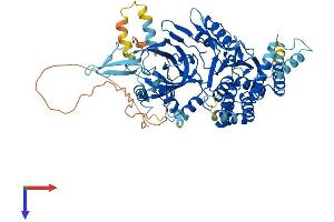 MCMBP Protein (AA 1-642) (His tag)