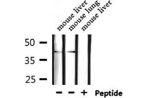 Western blot analysis of extracts from mouse liver ,mouse lung, using TSSK1 Antibody. (TSSK1B Antikörper  (Internal Region))