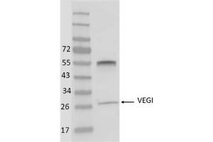 Image no. 1 for anti-Tumor Necrosis Factor (Ligand) Superfamily, Member 15 (TNFSF15) antibody (ABIN5067734) (TNFSF15 Antikörper)