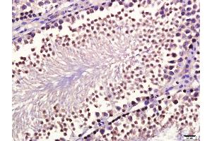 Paraformaldehyde-fixed, paraffin embedded mouse testis, Antigen retrieval by boiling in sodium citrate buffer (pH6. (GDF10 Antikörper  (AA 371-478))