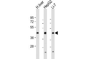 All lanes : Anti-CREB3L3 Antibody (Center) at 1:1000-1:2000 dilution Lane 1: human liver lysate Lane 2: HepG2 whole cell lysate Lane 3: Li-7 whole cell lysate Lysates/proteins at 20 μg per lane. (CREB3L3 Antikörper  (AA 244-274))