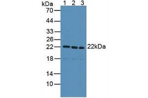 Figure. (SDC4 Antikörper  (AA 18-145))