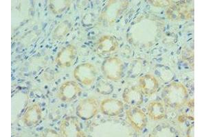 Immunohistochemistry of paraffin-embedded human kidney tissue using ABIN7145149 at dilution of 1:100 (BCL7C Antikörper  (AA 58-217))