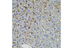 Immunohistochemistry of paraffin-embedded mouse liver using TGFA antibody. (Pro-TGF-alpha Antikörper)