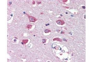 ABIN2562935 (5µg/ml) staining of paraffin embedded Human Cortex. (GRIA4 Antikörper  (Internal Region))