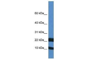 Western Blot showing Fxn antibody used at a concentration of 1.