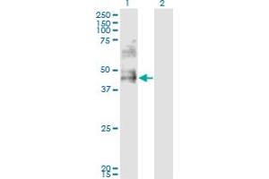 Western Blot analysis of DDO expression in transfected 293T cell line by DDO monoclonal antibody (M09), clone 3F7. (DDO Antikörper  (AA 270-369))