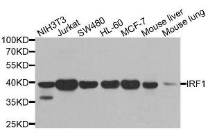 Western blot analysis of extracts of various cell lines, using IRF1 antibody.