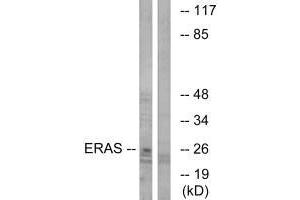 Western blot analysis of extracts from Jurkat cells, using ERAS antibody. (ERAS Antikörper  (C-Term))